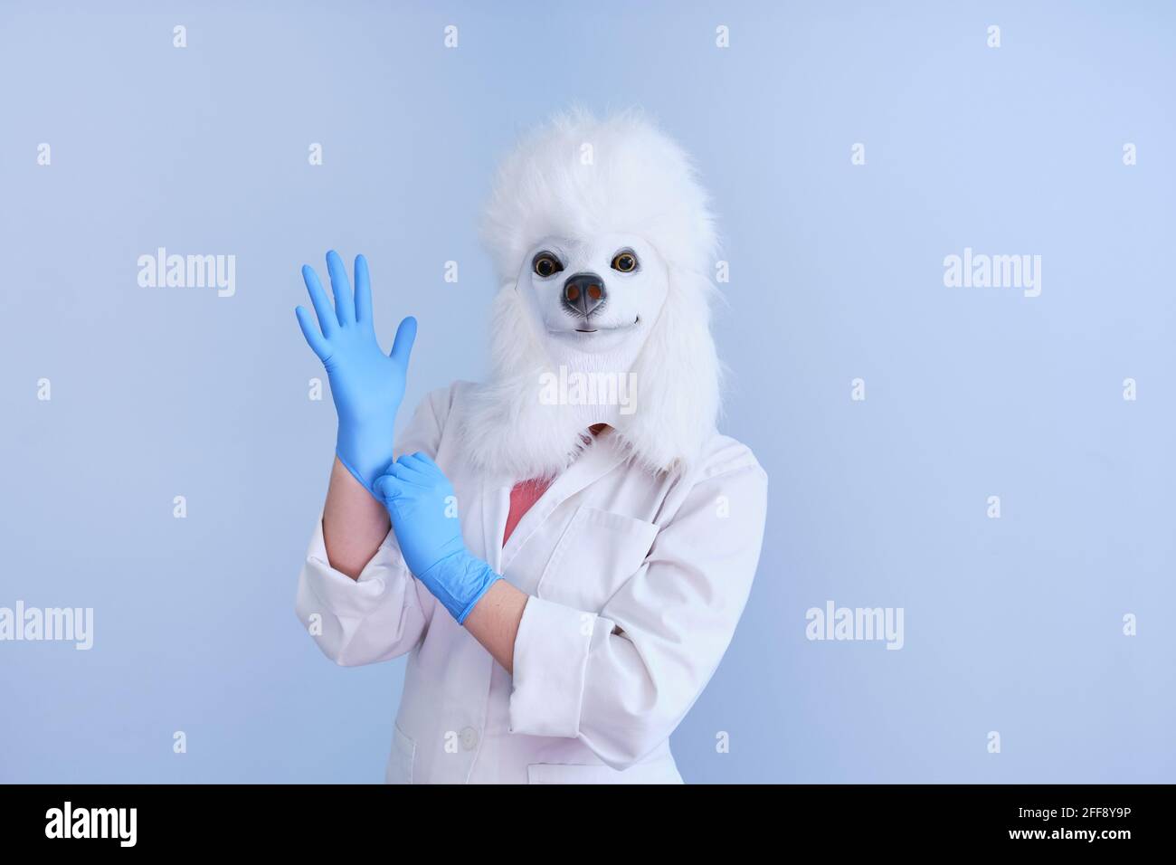 Jeune femme dans un masque de tête de chien en latex et un manteau blanc mettant des gants sur un fond bleu. Docteur médecine vétérinaire concepts. Banque D'Images