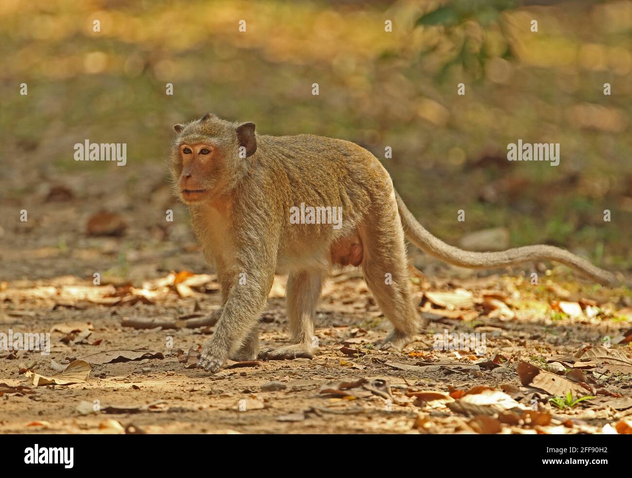 Macaque à queue longue (Macaca fascicularis) adulte mâle marchant sur la piste Angkor Wat, Siem Reap, Cambodge Janvier Banque D'Images