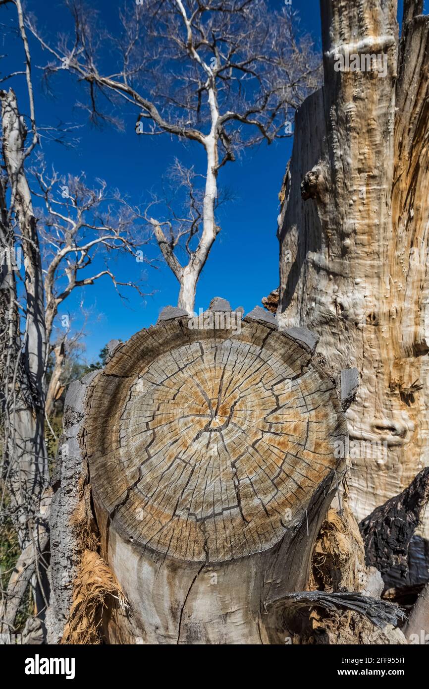 Dead Fremont Cottonwood, Populus fremontii, arbres de l'Empire Ranch et de la zone nationale de conservation de Las Cienegas en Arizona, Etats-Unis Banque D'Images