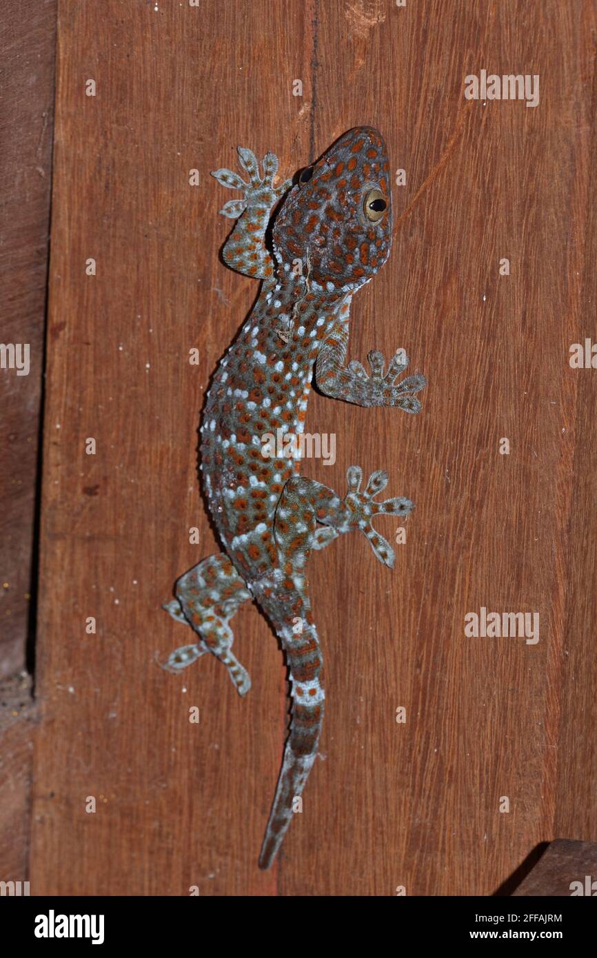 Tokay Gecko (Gekko gecko) adulte sur le mur dans la maison Tmatboey, Cambodge Janvier Banque D'Images