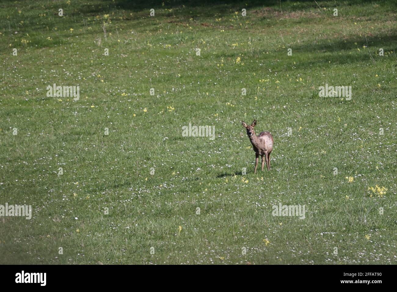 Cerf de Virginie sauvage sur un pré vert. Banque D'Images