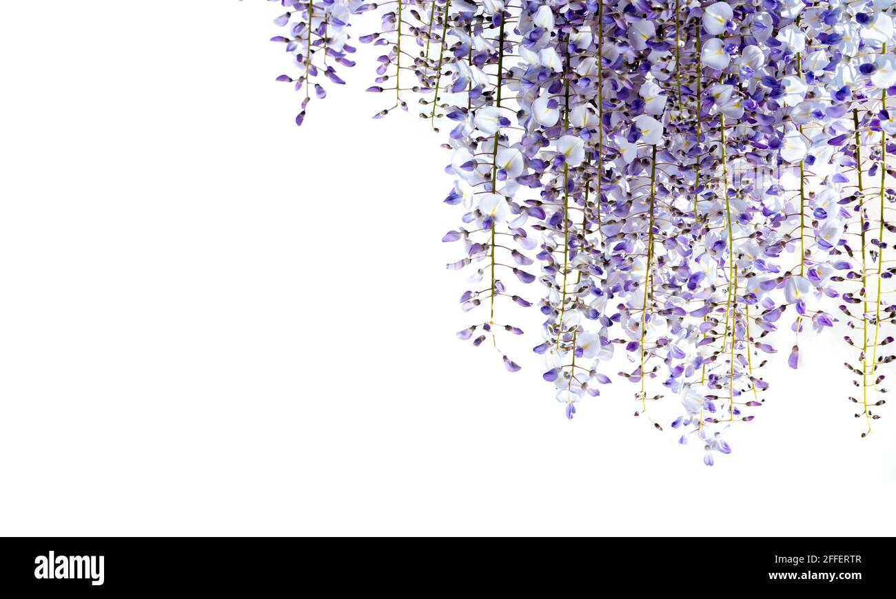 fleurs wisteria isolées sur blanc, espace de copie, idéal pour les cartes de voeux et la bannière Banque D'Images