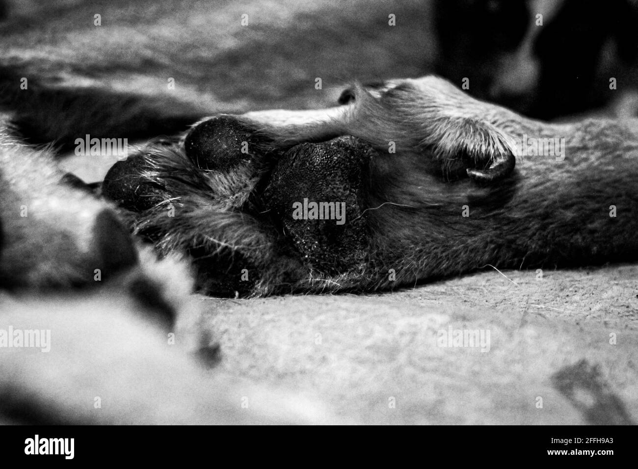 Prise de vue en niveaux de gris d'une patte de chien posée sur le sol Banque D'Images