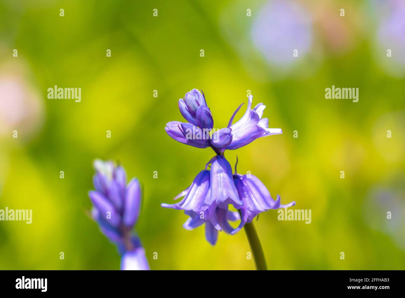 Gros plan une paire de Bluebell commun violet, jacinthoides non-scripta, se blotant dans une forêt sombre. Banque D'Images