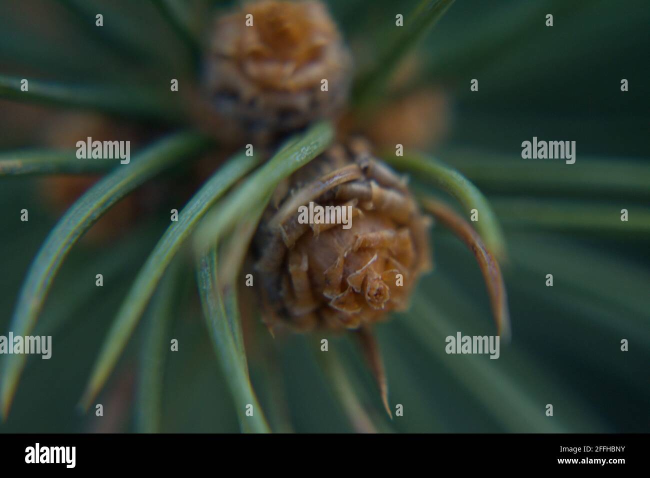 Gros plan extrême (macro) d'un minuscule bourgeon de cône d'épinette, encadré par des aiguilles vertes. Concentrez-vous sur une texture naturelle délicate et complexe. Banque D'Images