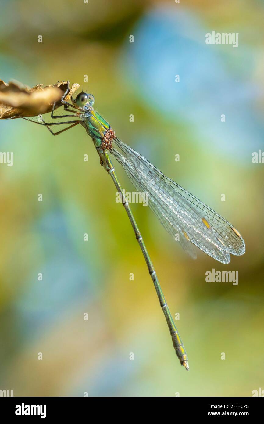 Gros plan détail d'un western willow emerald Chalcolestes viridis demoiselle, d'insectes, se reposant dans le soleil Banque D'Images