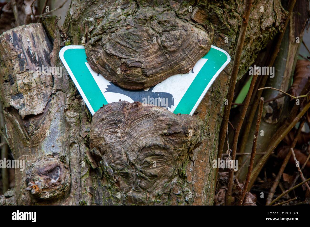 Un signe allemand pour la réserve naturelle a presque complètement incarné d'un arbre. Photo de haute qualité Banque D'Images