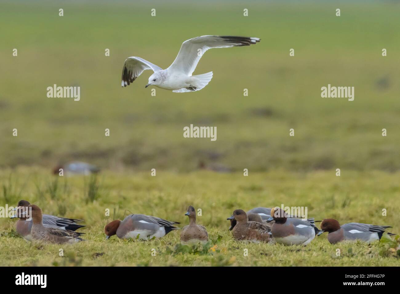 Le goéland commun, le goéland à mâcher ou le maouf à la mer, Larus canus en vol Banque D'Images