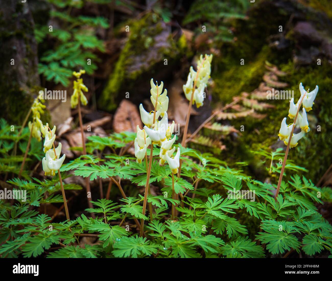 Fleurs boisés du début du printemps : culottes Dutchmen Banque D'Images