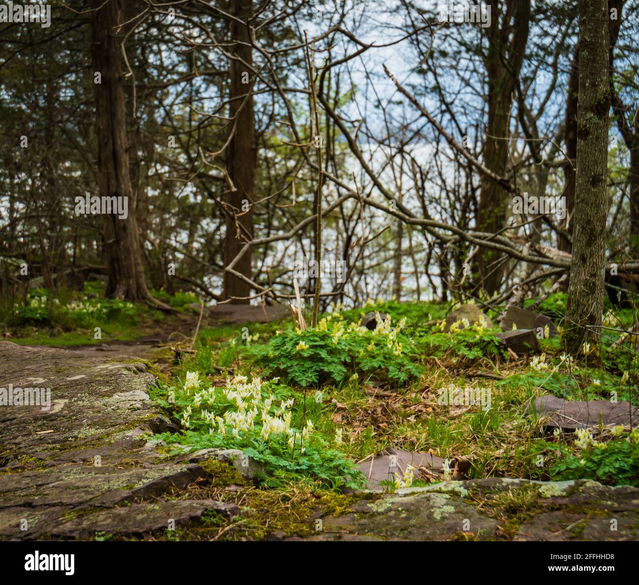 Fleurs boisés du début du printemps : culottes Dutchmen Banque D'Images