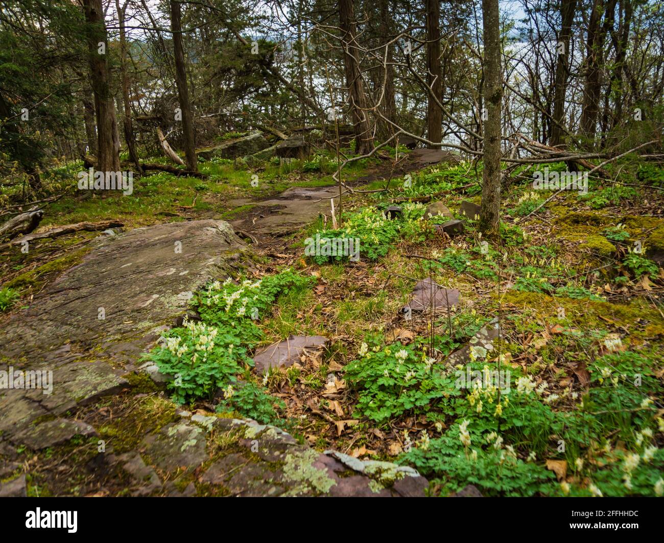Fleurs boisés du début du printemps : culottes Dutchmen Banque D'Images