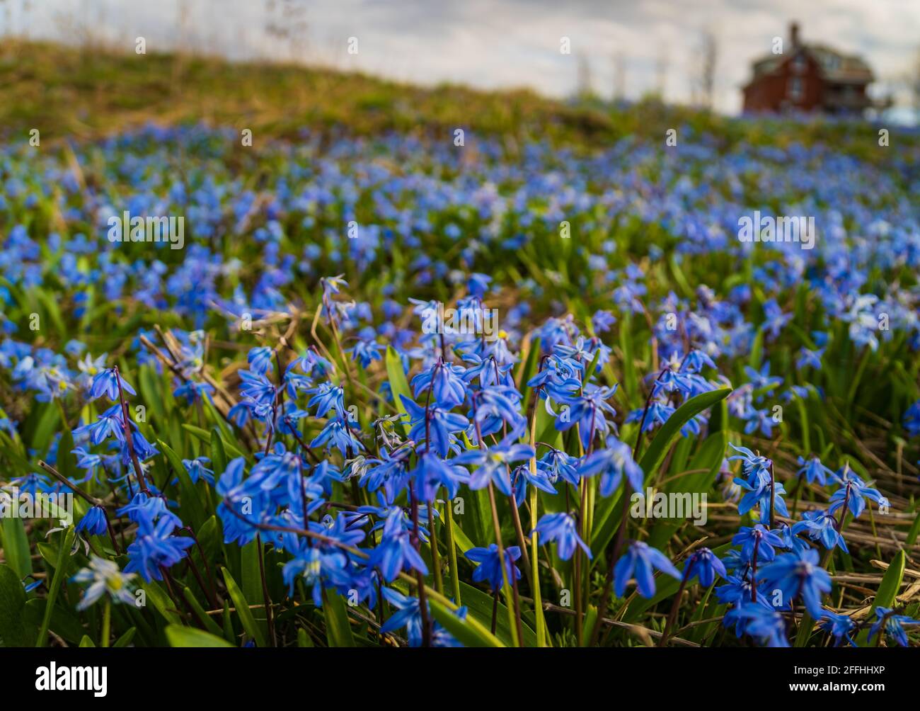 Champ de Scillas bleus, début du printemps Banque D'Images