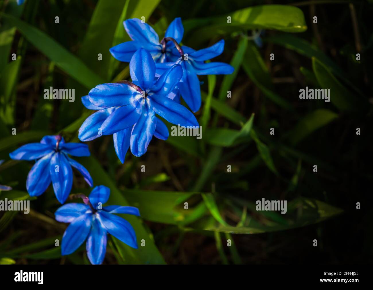 Champ de Scillas bleus, début du printemps Banque D'Images