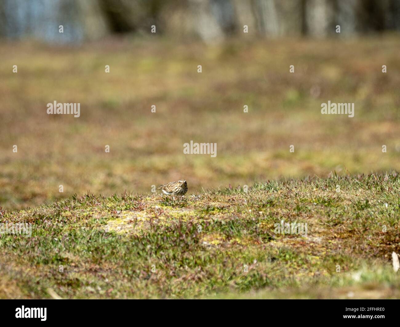 Woodlark dans un pré Banque D'Images Woodlark dans un pré Banque D'Images