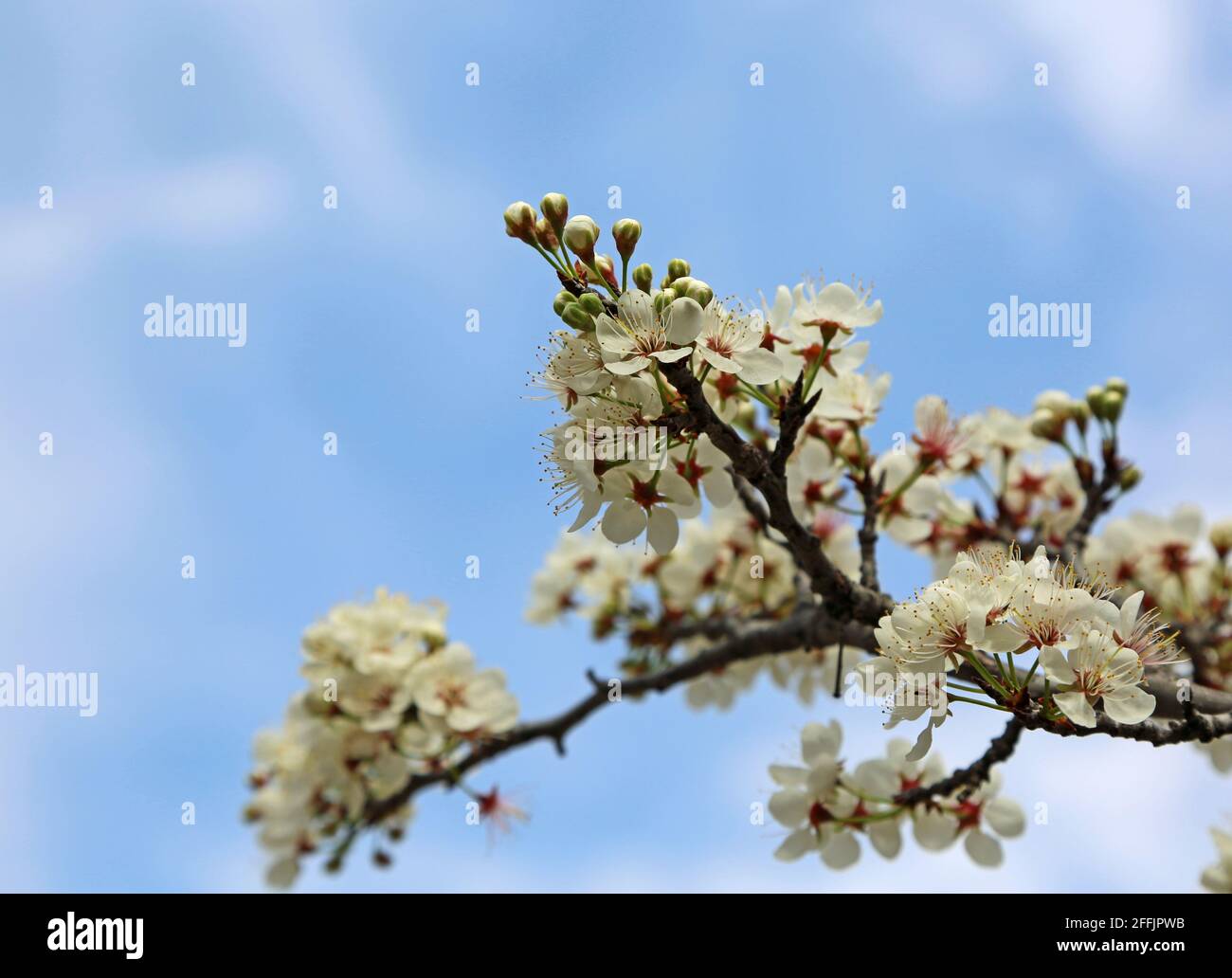 Pear Tree blossom Banque D'Images