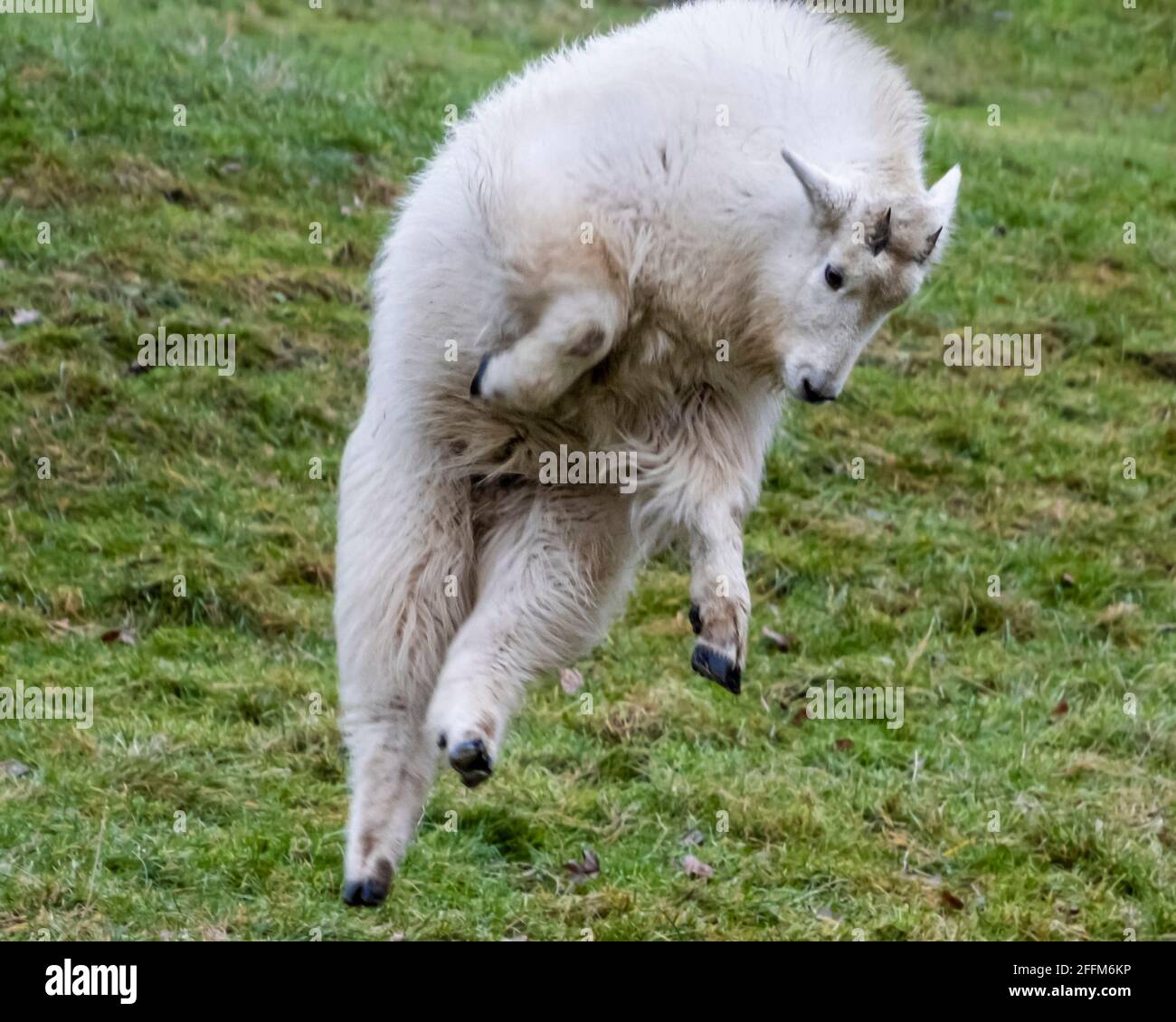 Mountain Goat Jumping Banque D Image Et Photos Alamy