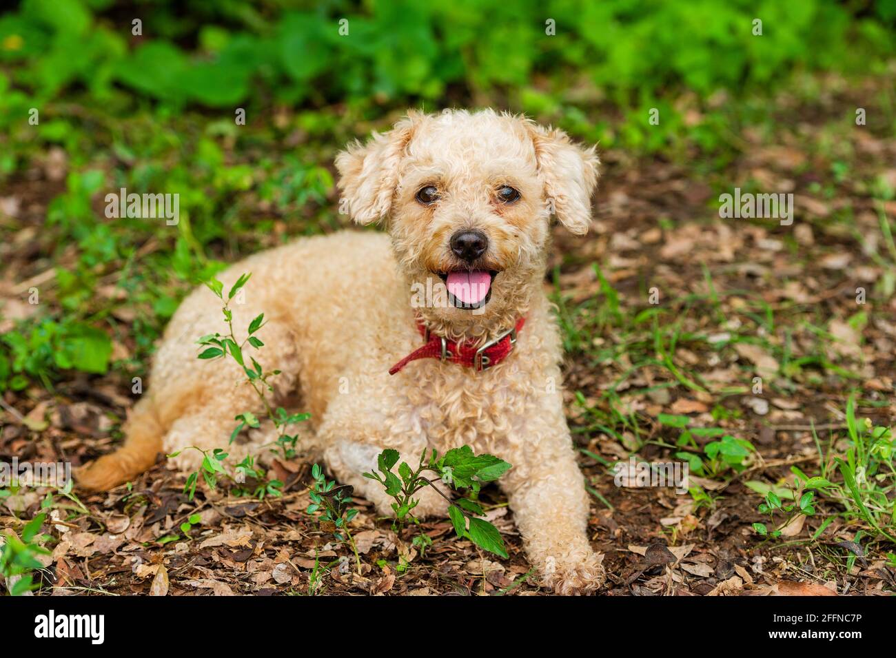 Un joli chien doux est assis dehors dans la nature Banque D'Images