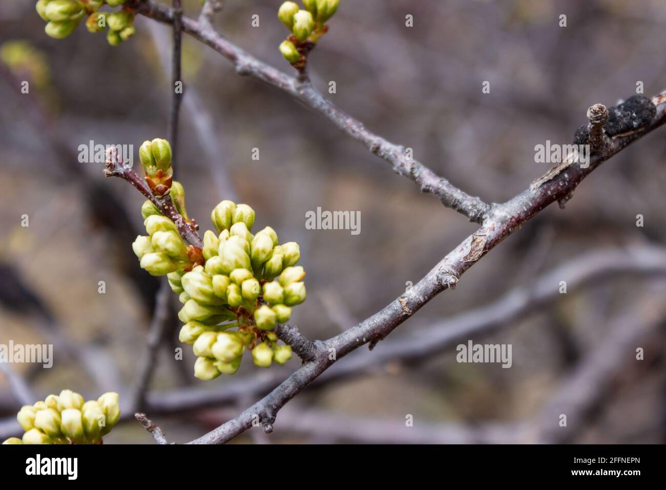 Les fleurs de prune non ouvertes brillent avec les fleurs promises lors d'un jour de printemps couvert dans les dunes du centre-nord du Nebraska. Banque D'Images