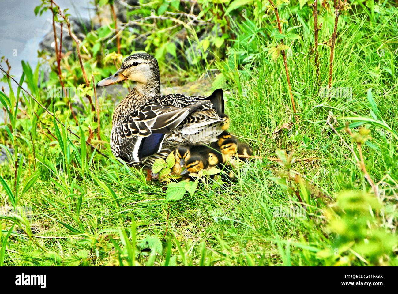 Après une baignade, une mère canard est assise sur l'herbe et soulève son corps pour que tous ses bébés puissent se cacher sous ses plumes et se réchauffer. Banque D'Images