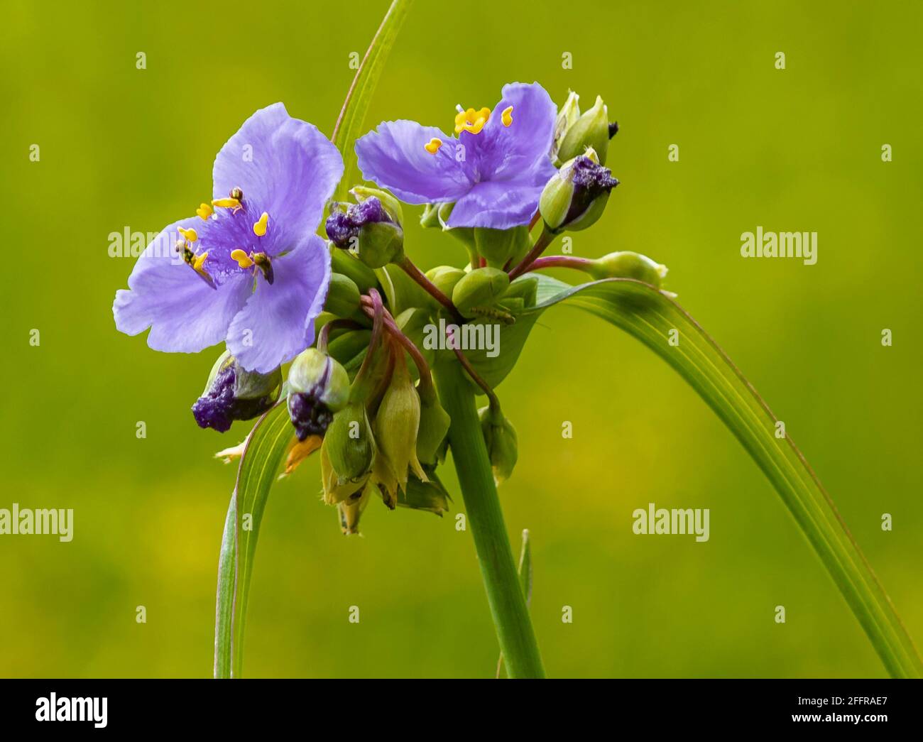 Alto tricolore, également connu sous le nom de Johnny Jump up, heartsease, Heart's Ease, Heart's Delight, tickle-my-Fancy, Jack-jump-up-and-kiss-sont cultivés dans un jardin Banque D'Images