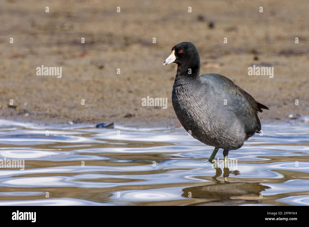 Foulque, Fulica americana, Burnaby Lake Regional Park, Burnaby, Colombie-Britannique, Canada Banque D'Images