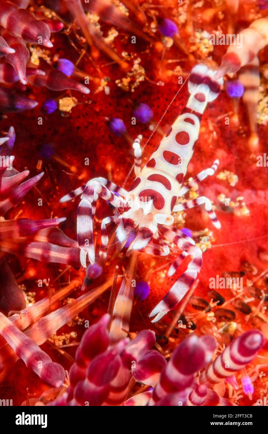 Crevettes d'oursin, Periclimenes colemani, Anilao, Batangas, Philippines, Pacifique Banque D'Images