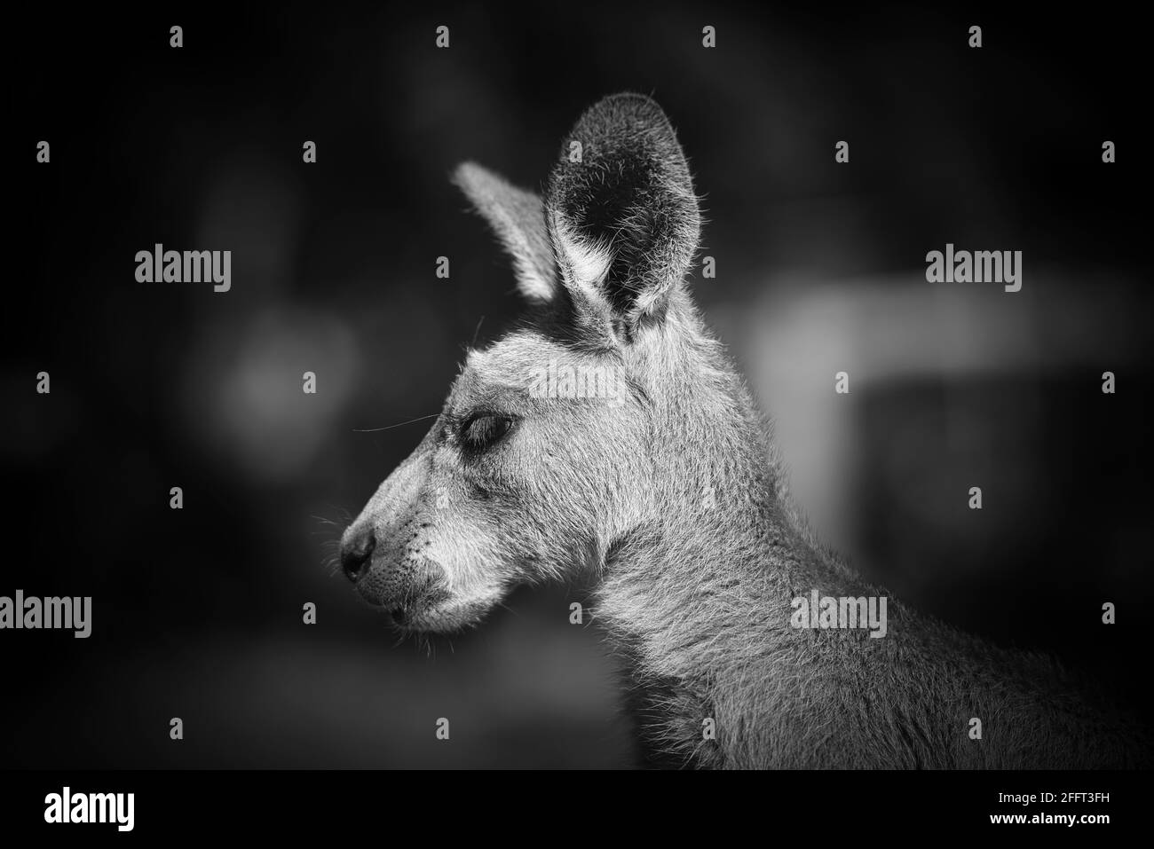Kangourou dans le parc en Australie. Photo de haute qualité Banque D'Images Kangourou dans le parc en Australie. Photo de haute qualité Banque D'Images