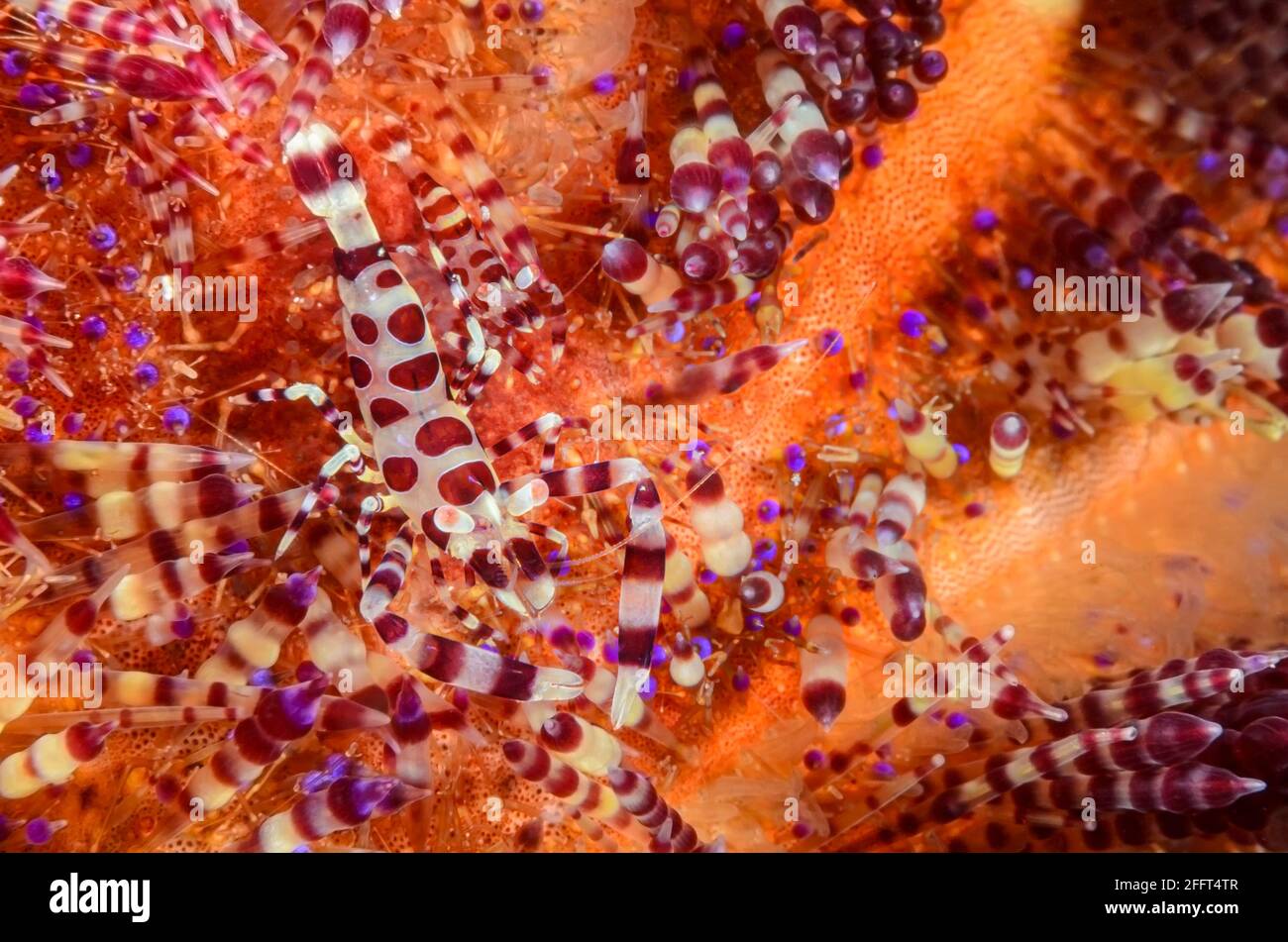 Crevettes d'oursin, Periclimenes colemani, Anilao, Batangas, Philippines, Pacifique Banque D'Images