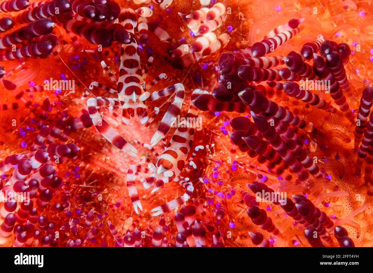 Crevettes d'oursin, Periclimenes colemani, Anilao, Batangas, Philippines, Pacifique Banque D'Images