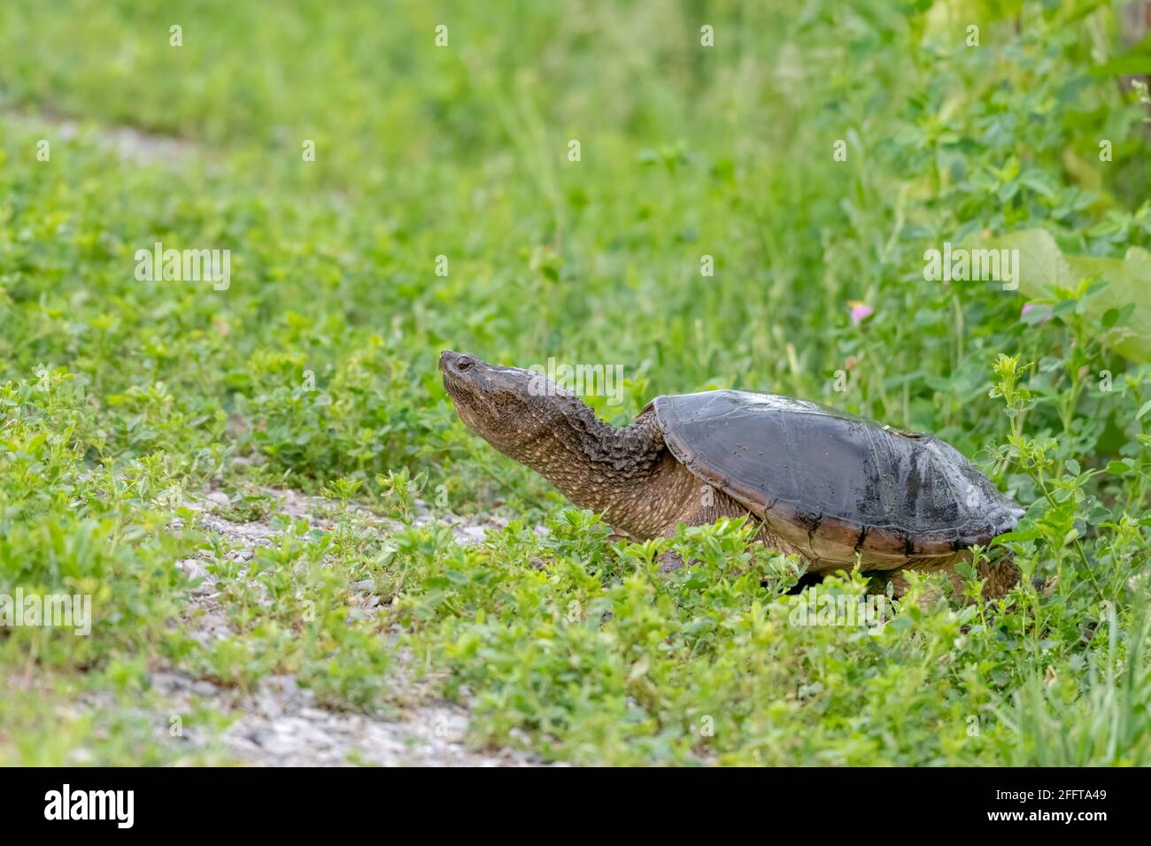 Tortue qui marche à travers l'herbe près d'un étang avec ses tête vers le haut et cou étiré Banque D'Images