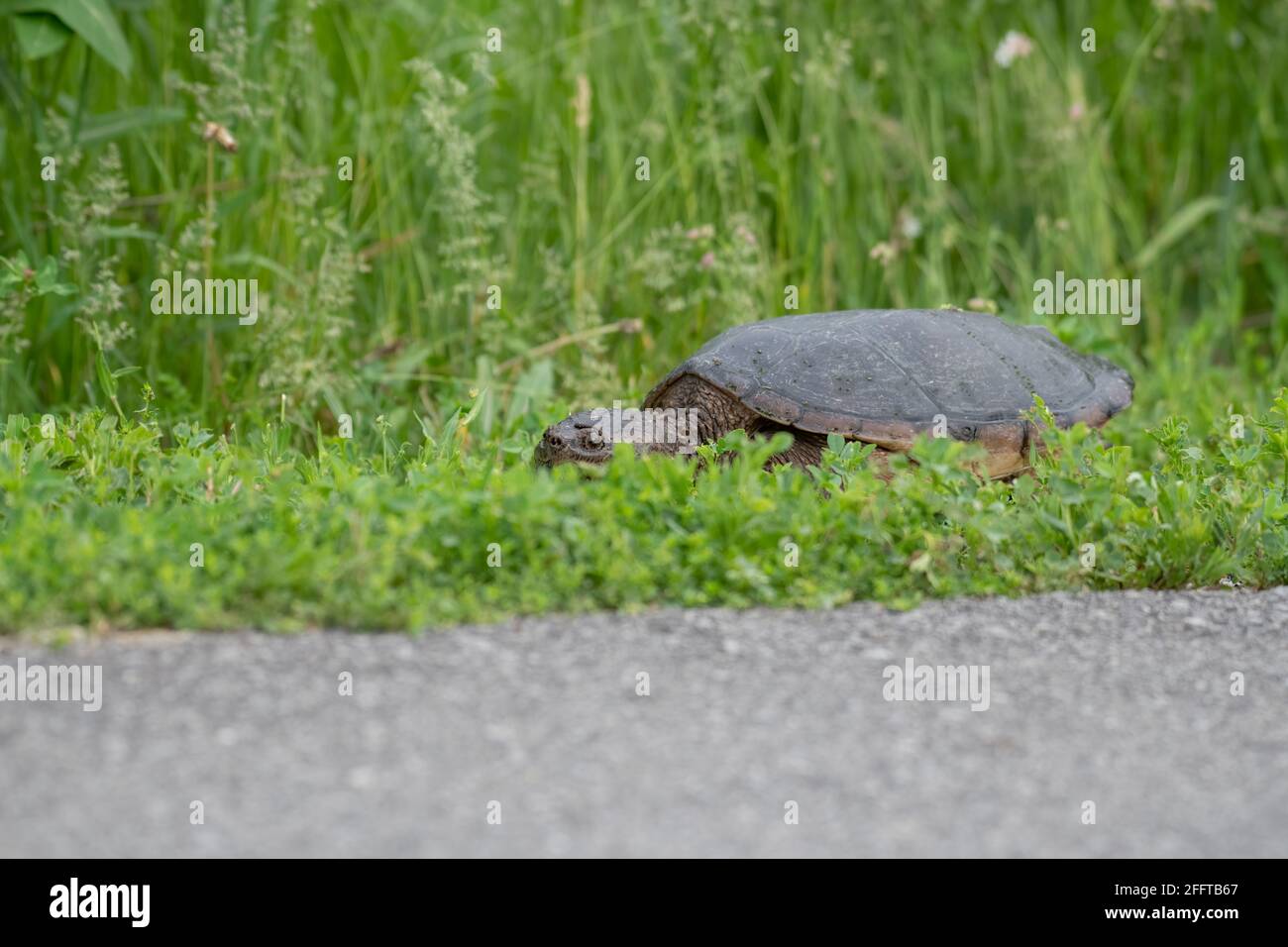 Tortue qui se promette dans l'herbe le long d'une piste cyclable Banque D'Images