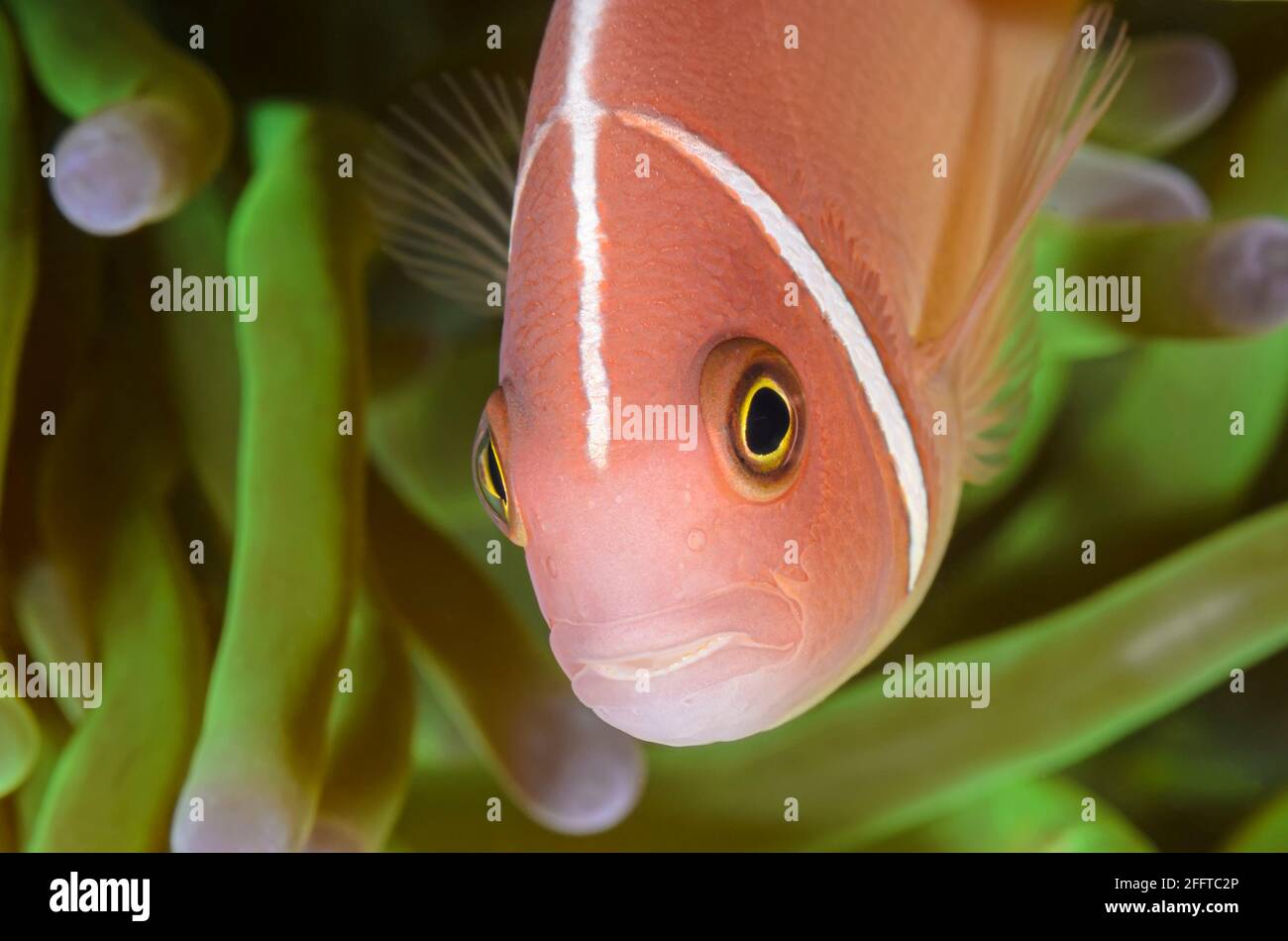 Poisson clown Amphiprion perideraion, rose, Anilao, Batangas, Philippines, Pacifique Banque D'Images