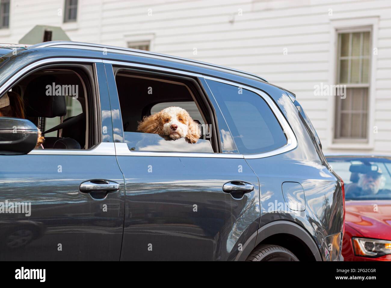 En été, un chiot spaniel aux fourrures blanches et marron clair et aux grandes oreilles flappy se déplace à l'arrière d'une voiture en ville. Il s'ennuie et tir Banque D'Images