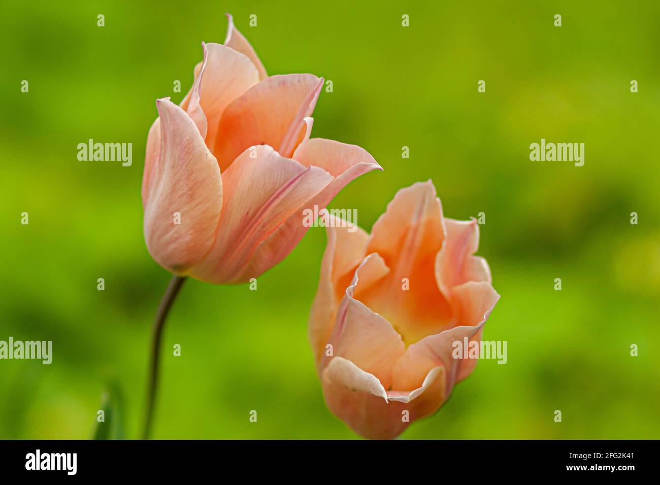 Deux fleurs de tulipe hybrides de couleur orange pâle en pleine fleur. Une image rapprochée avec une faible profondeur de champ crée une atmosphère de mauvaise humeur adaptée à l'amour, Banque D'Images