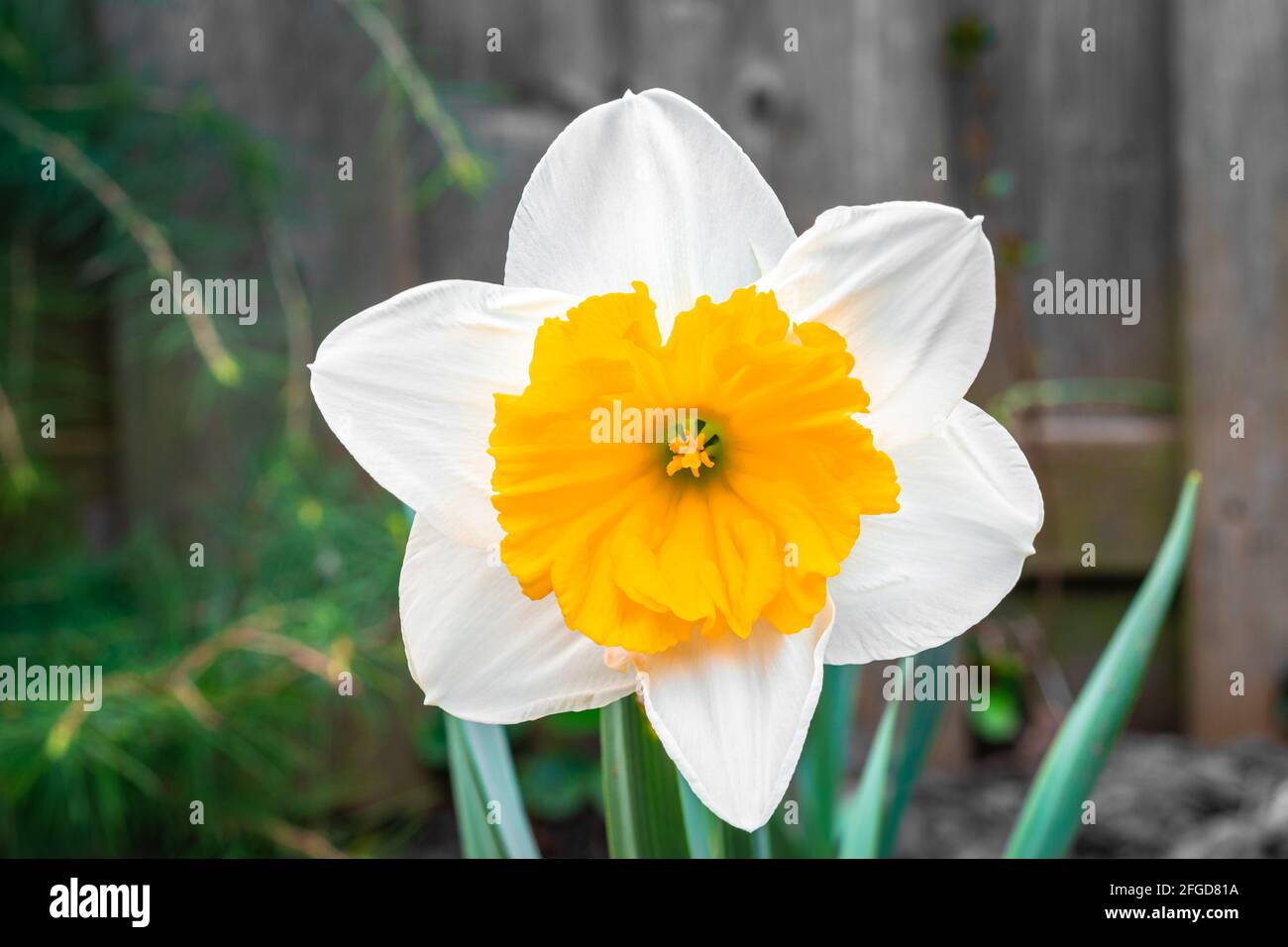 Narcisse blanche avec une fleur de coeur jaune dans le jardin en avril. Un  grand champ de narcisse. Fleurs blanches et jaunes de printemps Photo Stock  - Alamy