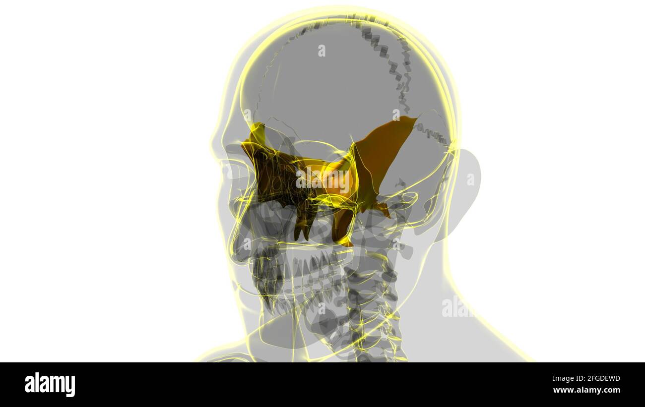 Squelette humain crâne sphénoïde Anatomie osseuse pour le concept médical Illustration 3D Banque D'Images