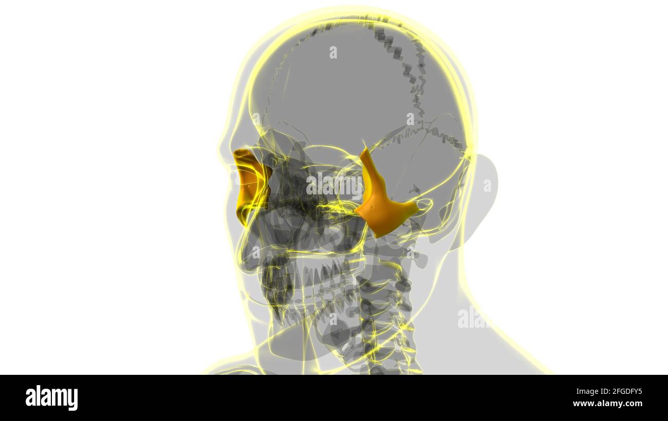 Squelette humain crâne zygomatique OS Anatomie pour le concept médical Illustration 3D Banque D'Images