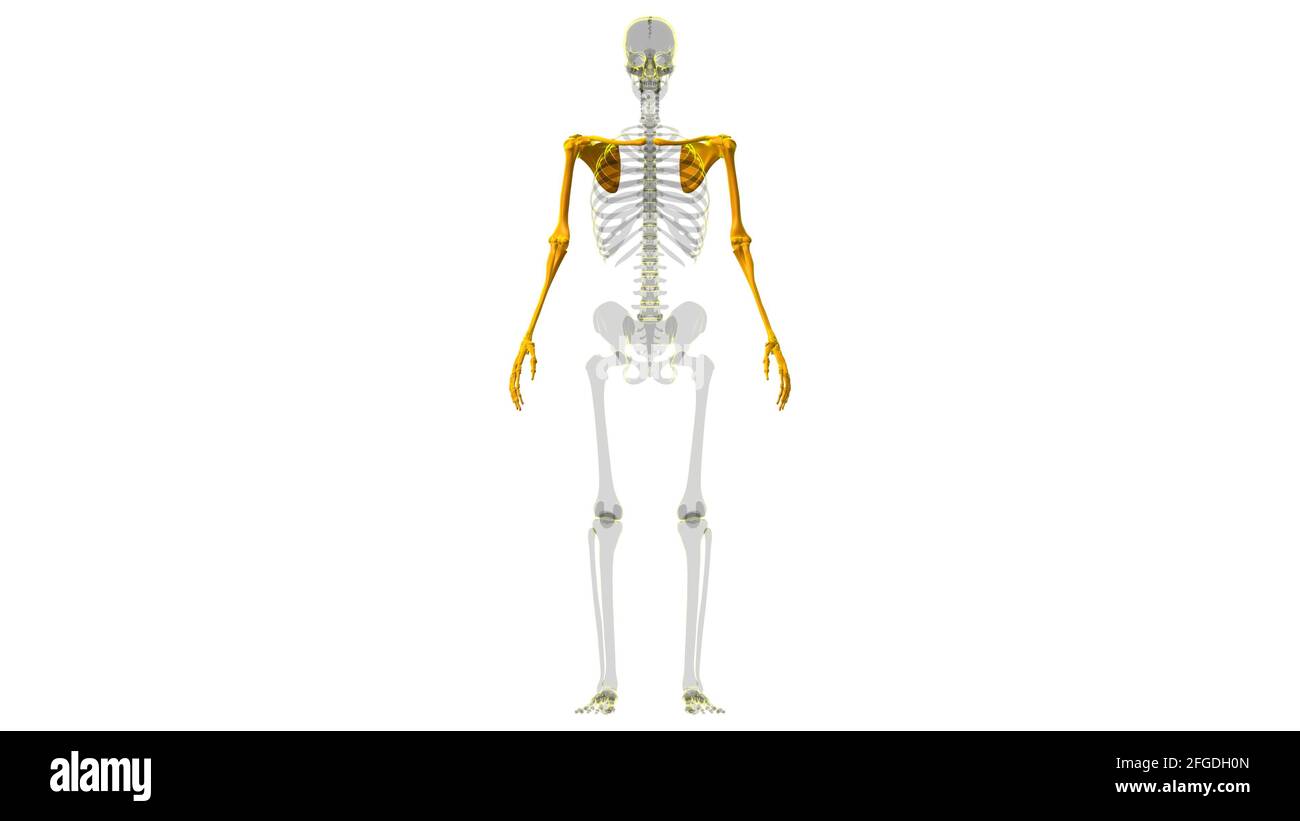 Squelette humain membres supérieurs Anatomie 3D Illustration Banque D'Images