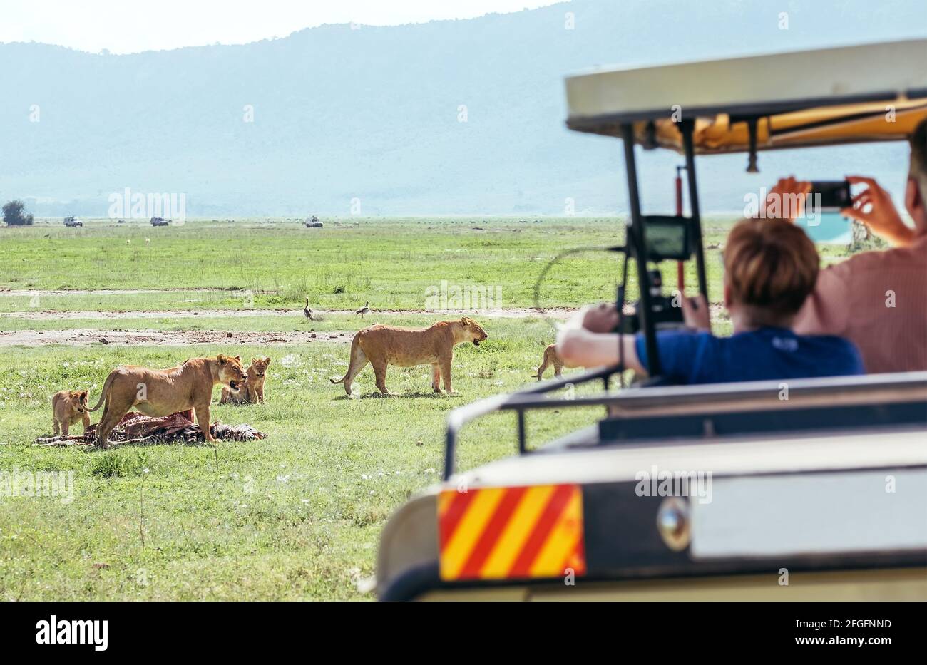 Deux lionesses avec zébra-priez les restes de viande et les oursons de lion. Passagers de véhicules Safari prenant des photos d'animaux. Zone de conservation du cratère de Ngorongoro, Banque D'Images