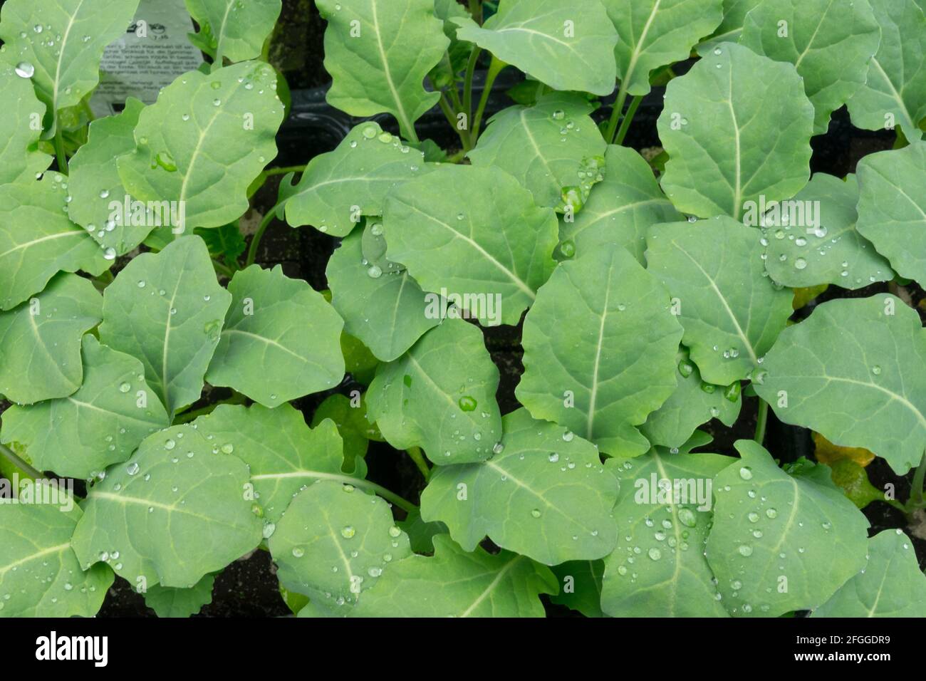 Brocoli 'marathon' plantules Brassica oleracea groupe italica Banque D'Images