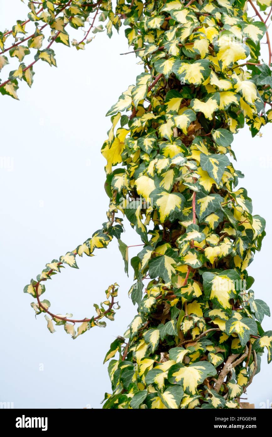 Ivy Hedera Helix Oro di Bogliasco Hedera plante variégée Banque D'Images