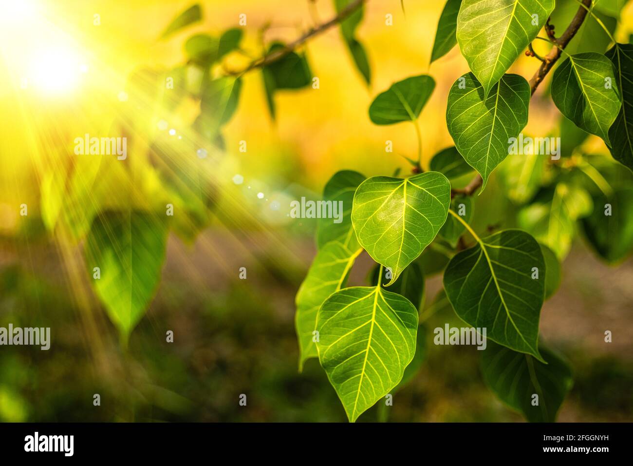 Gros plan de la feuille de Bo verte fraîche avec lumière du soleil le matin. Bodhi pipal arbre feuilles Banque D'Images