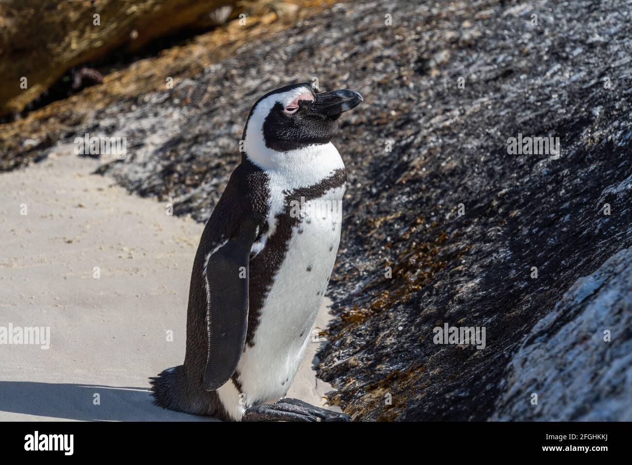 Un seul Penguin entre les rochers de Boulders Beach, le Cap, Afrique du Sud Banque D'Images