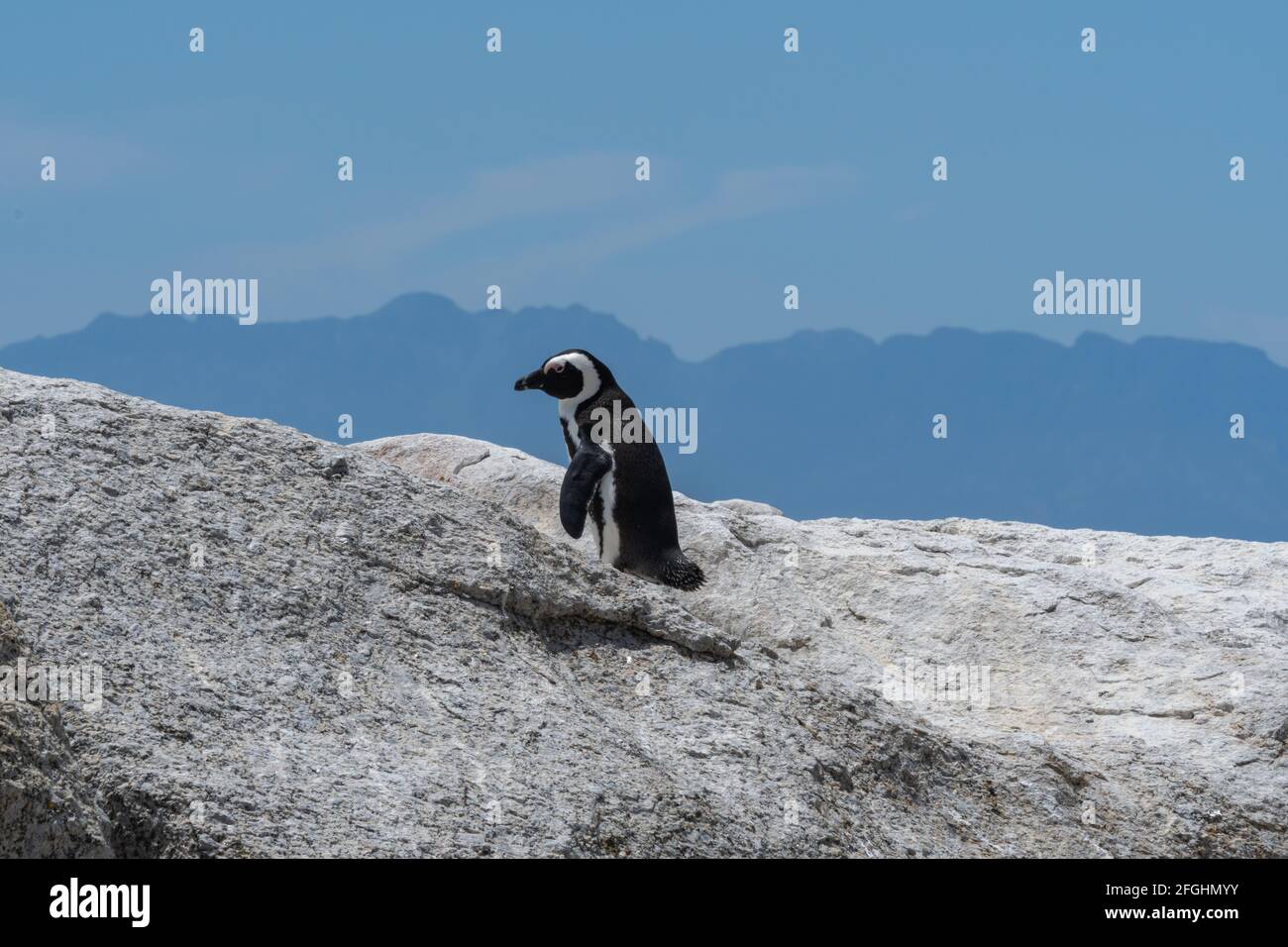 Un seul Penguin séjour sur les rochers de la plage de Boulders, le Cap, Afrique du Sud, sélection de la montagne de fond de foyer Banque D'Images