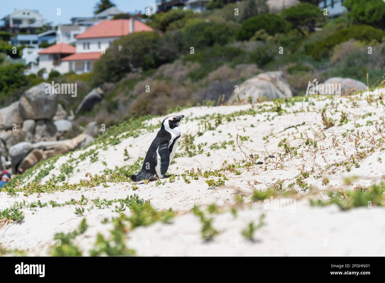 Un seul Penguin séjour sur le sable à la plage de Boulders, maisons d'arrière-plan sélectionnées, Afrique du Sud Banque D'Images