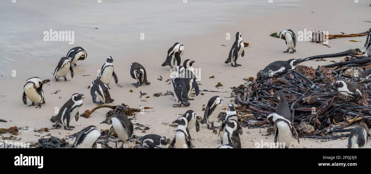Groupe de pingouins à Boulders Beach près de Simons Town sur la péninsule du Cap, en Afrique du Sud, où vous trouverez l'une des rares colonies de pingouins africains Banque D'Images