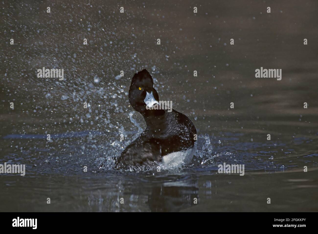 Lavage de canard touffeté Aythya fuligula Sussex, Royaume-Uni BI005074 Banque D'Images