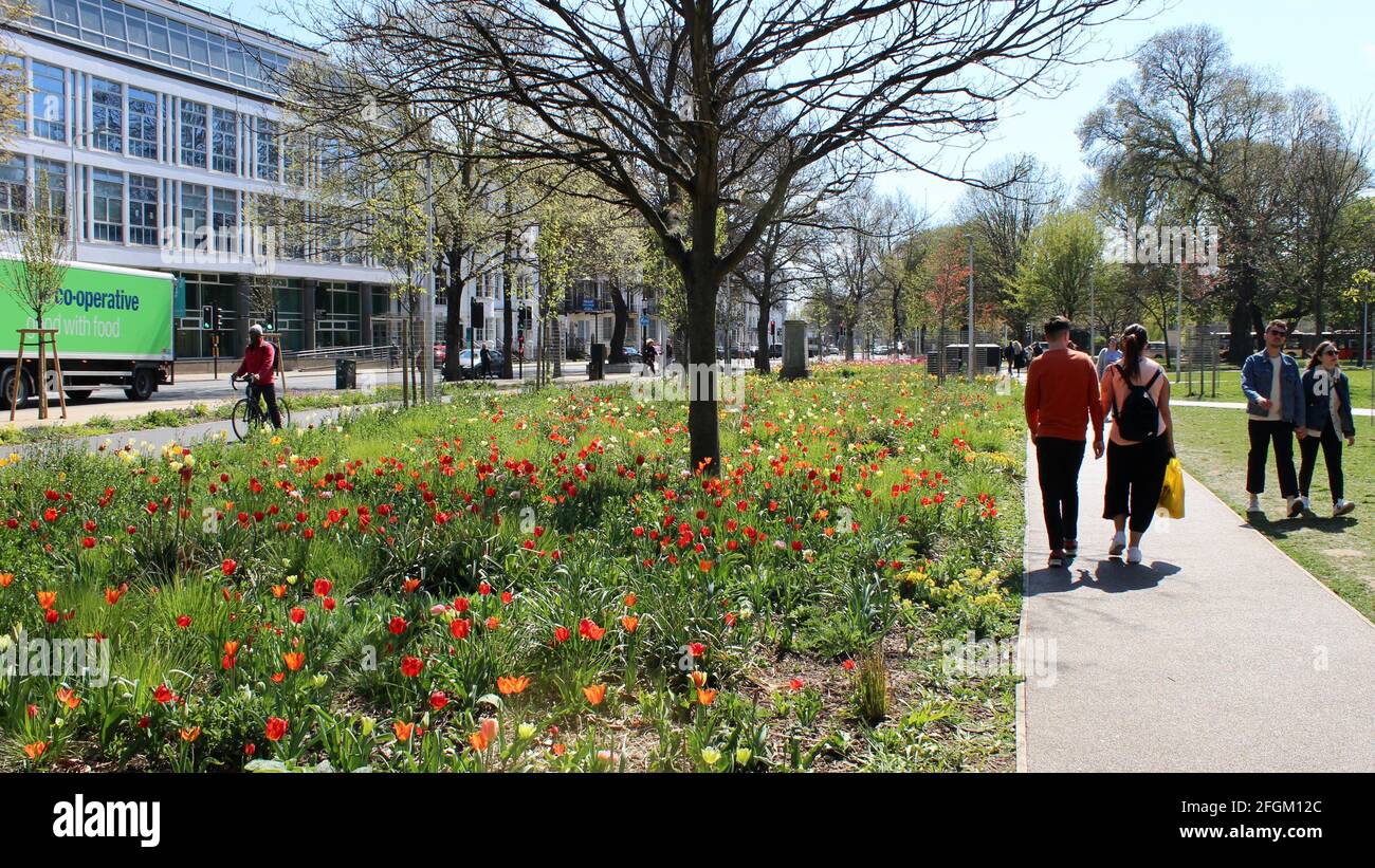 Exposition colorée de tulipes dans Valley Gardens, Brighton tandis que les gens apprécient le soleil et la détente des restrictions de verrouillage. Banque D'Images