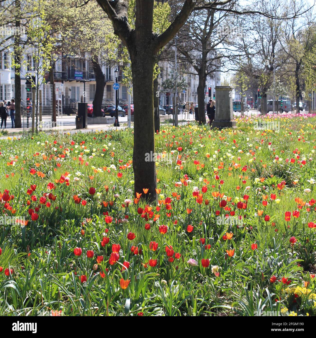 Exposition colorée de tulipes dans Valley Gardens, Brighton tandis que les gens apprécient le soleil et la détente des restrictions de verrouillage. Banque D'Images