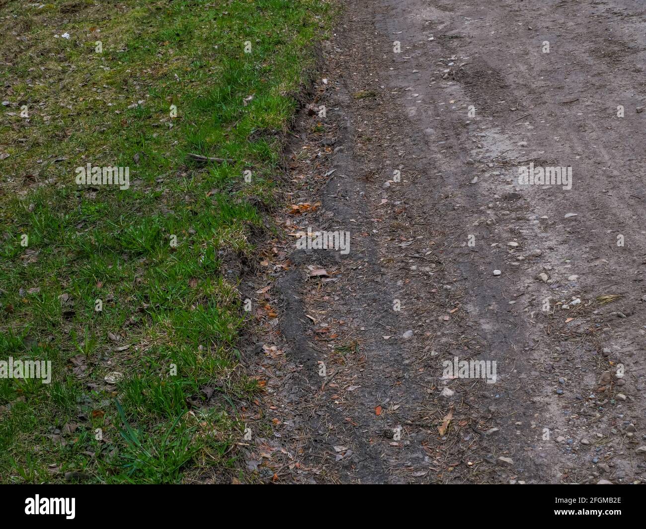 Vue sur le chemin Forest, en direction de l'aper dans les bois au début de la soirée du printemps, avec des marques de pneus sur lui, attention sélective Banque D'Images